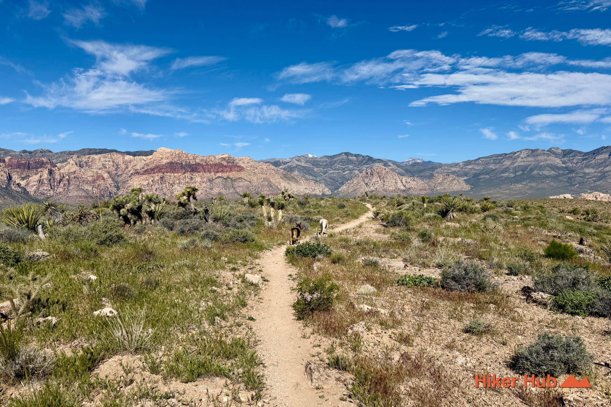 Bob Gnarly–Boneshaker Loop photo