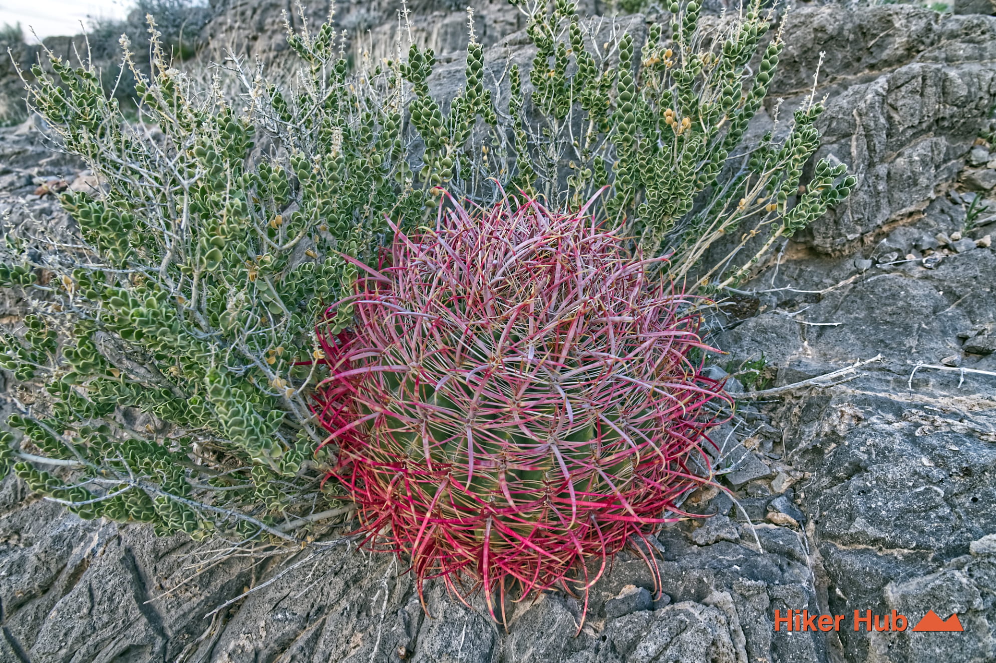Buckskin Middle Earth Trail photo