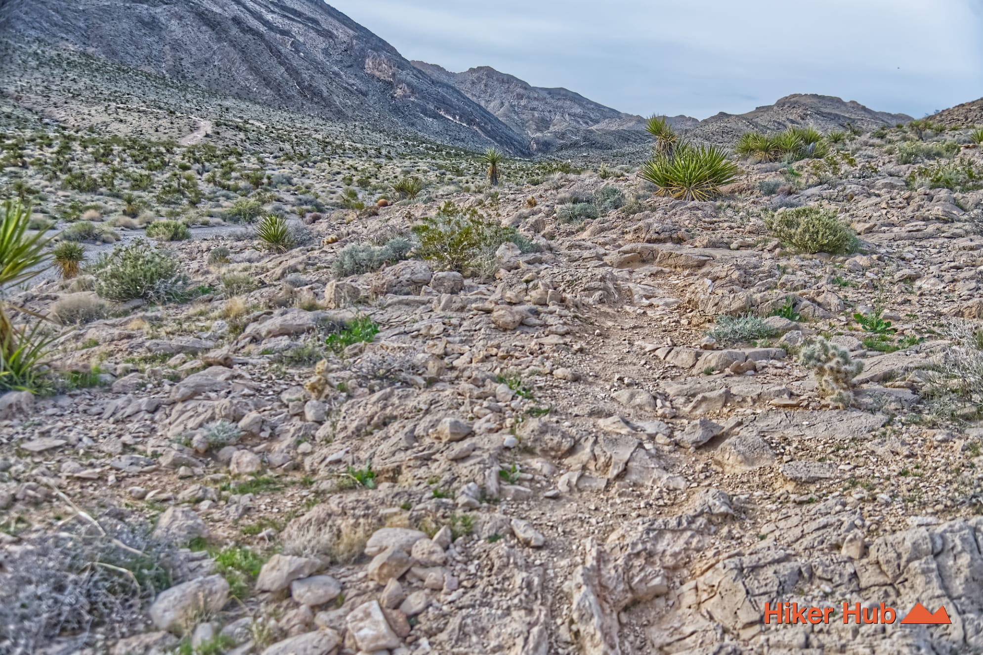 Buckskin No Dab Trail photo