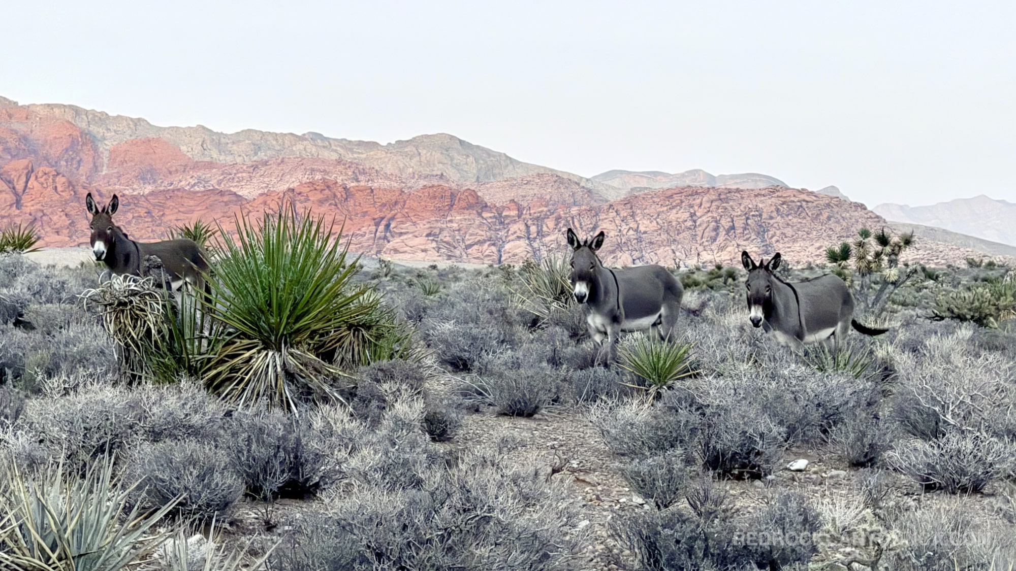 Burro Country Loop desert canyon scenery