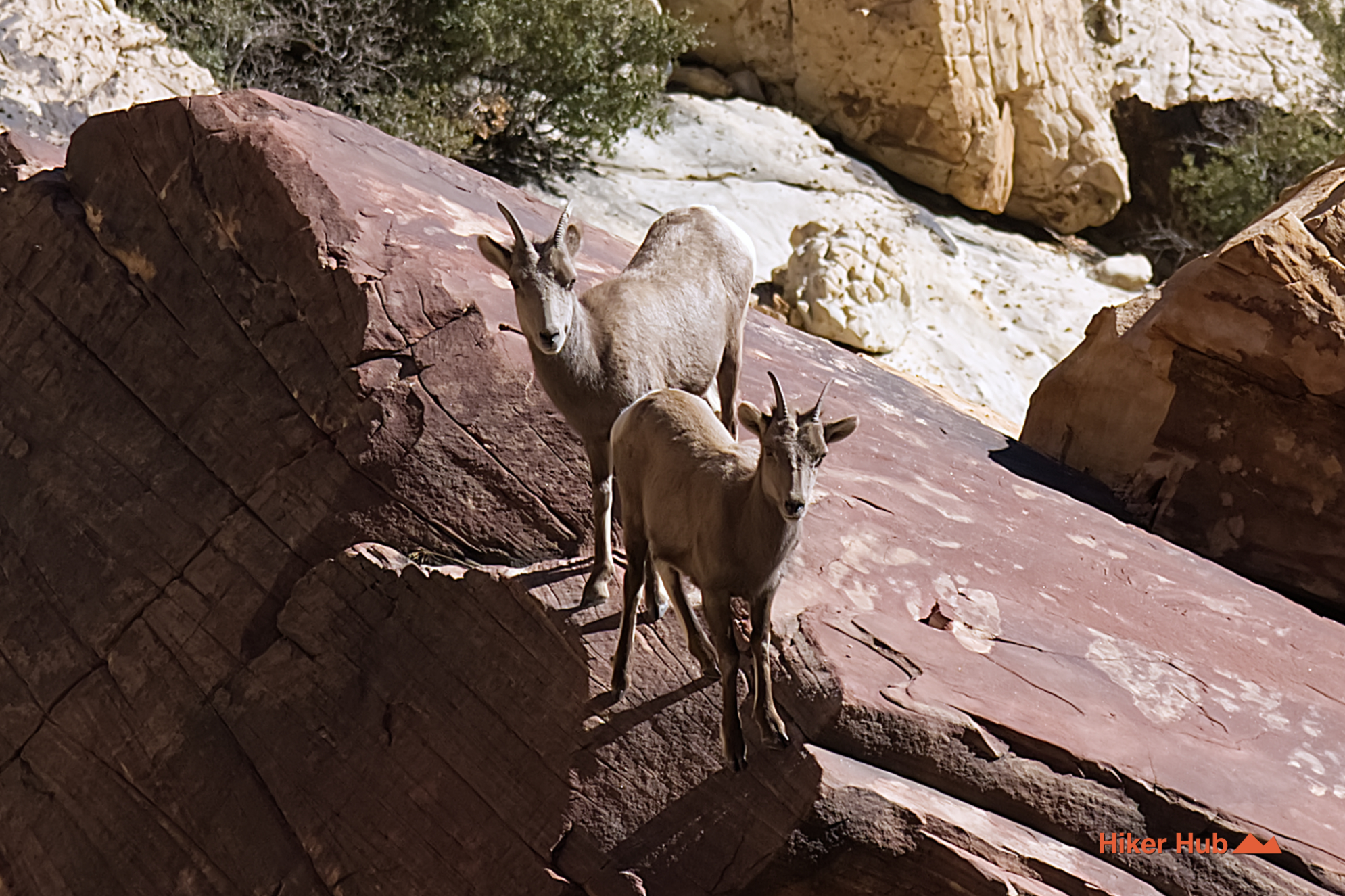 First Creek Trail desert canyon scenery