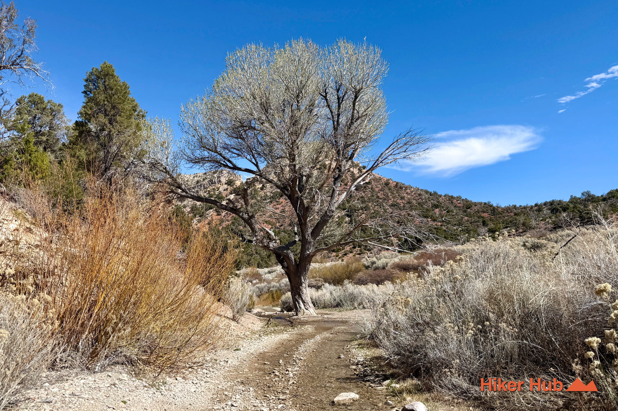 Mt Charleston Backcountry Scenic Drive