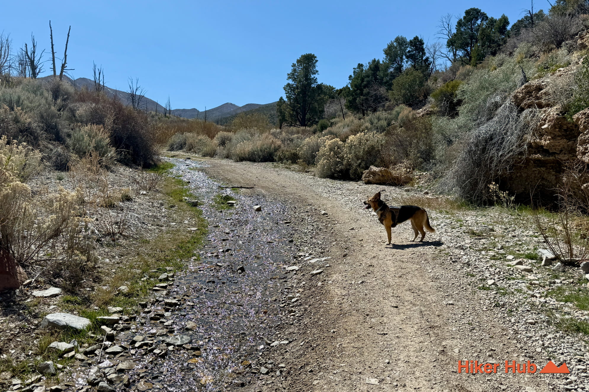 Mt Charleston Backcountry Scenic Drive photo