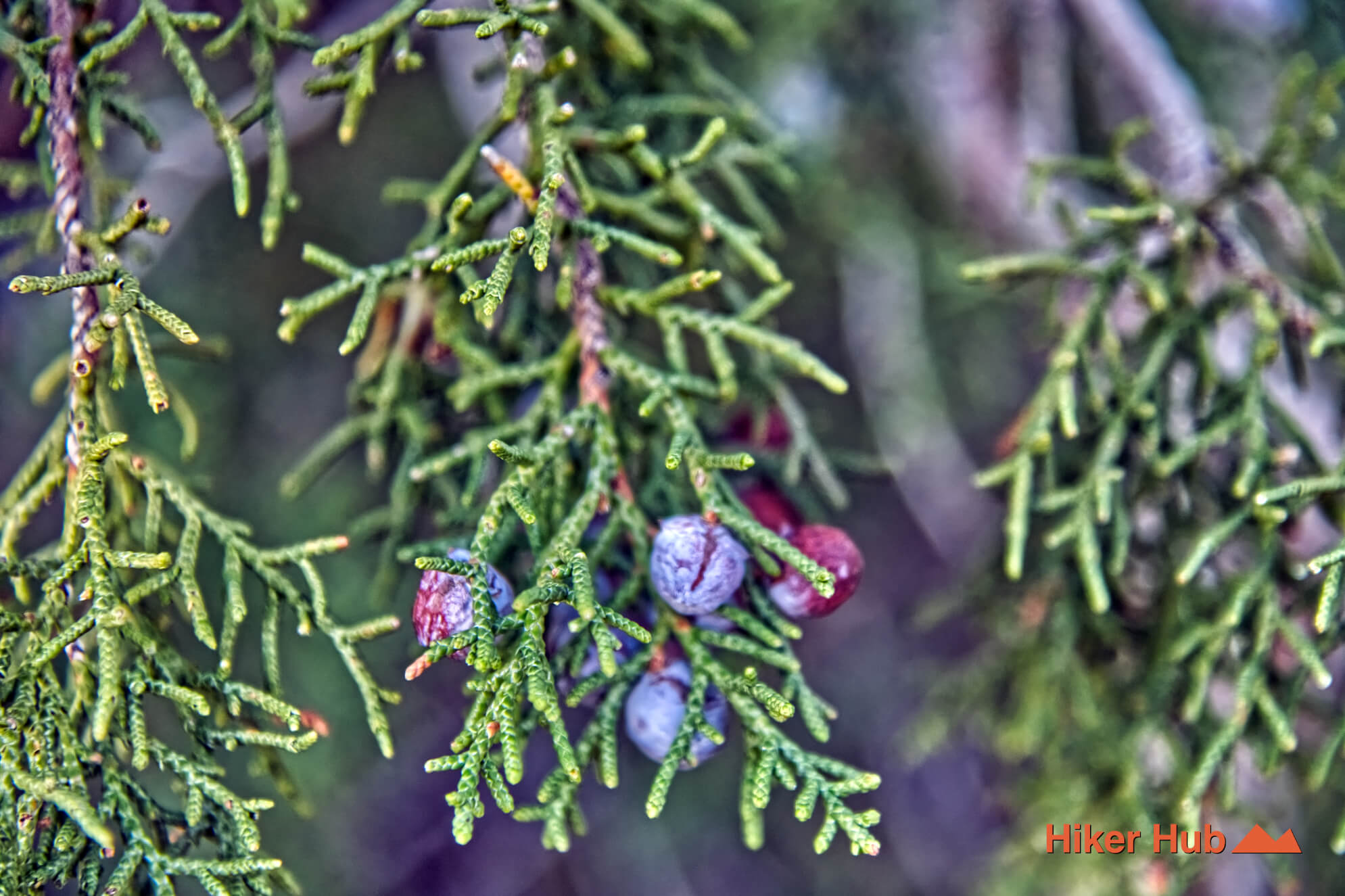 Oak Creek Arnight Knoll Loop desert canyon scenery
