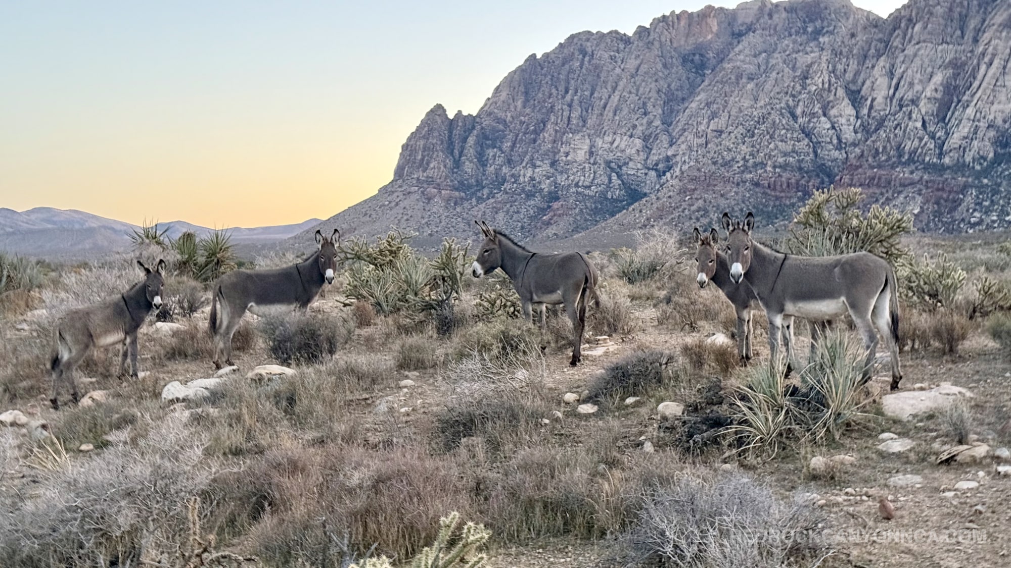 Burro Country Loop desert canyon scenery