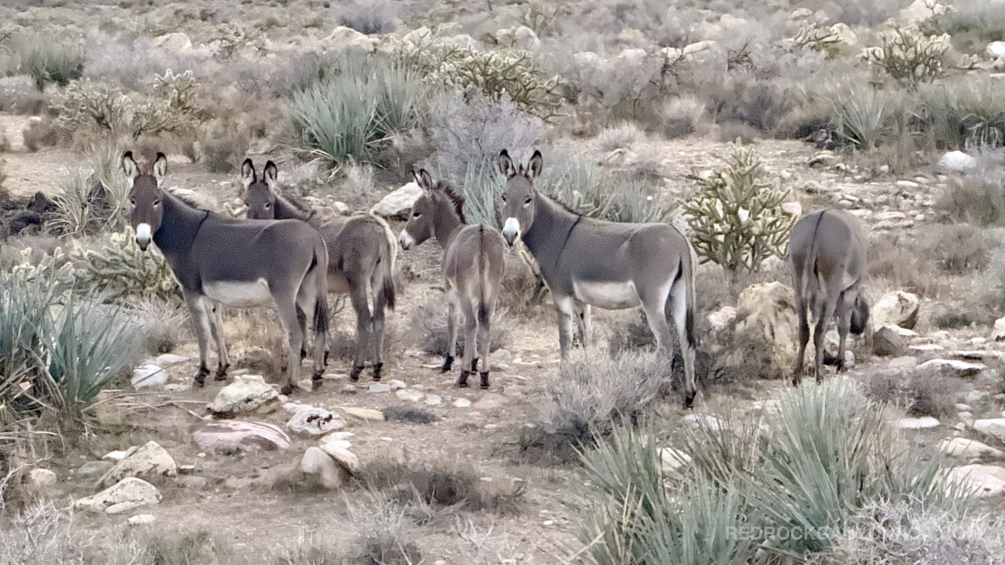 Burro Country Loop desert canyon scenery